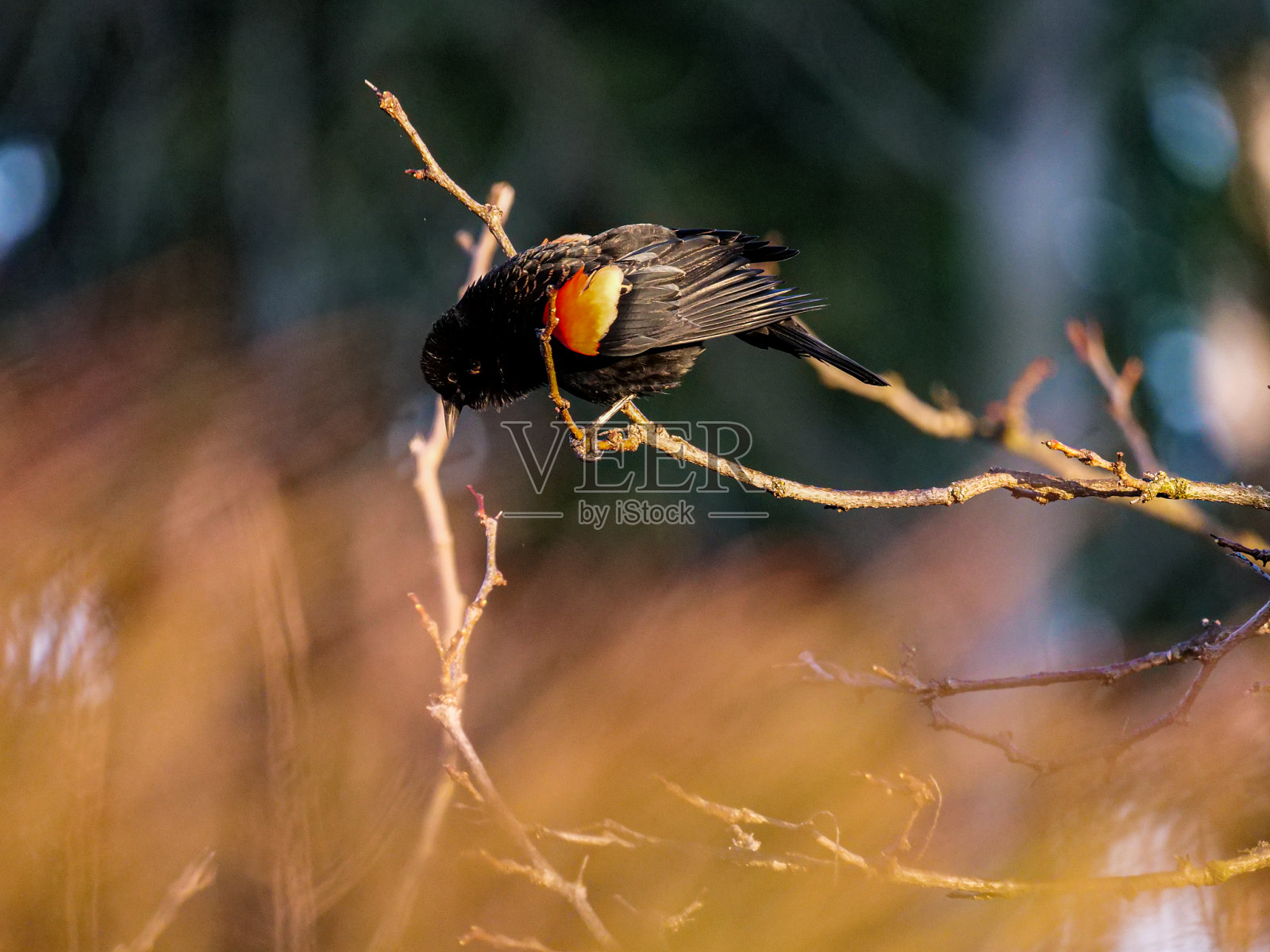 雄性红翅画眉栖息在树上照片摄影图片