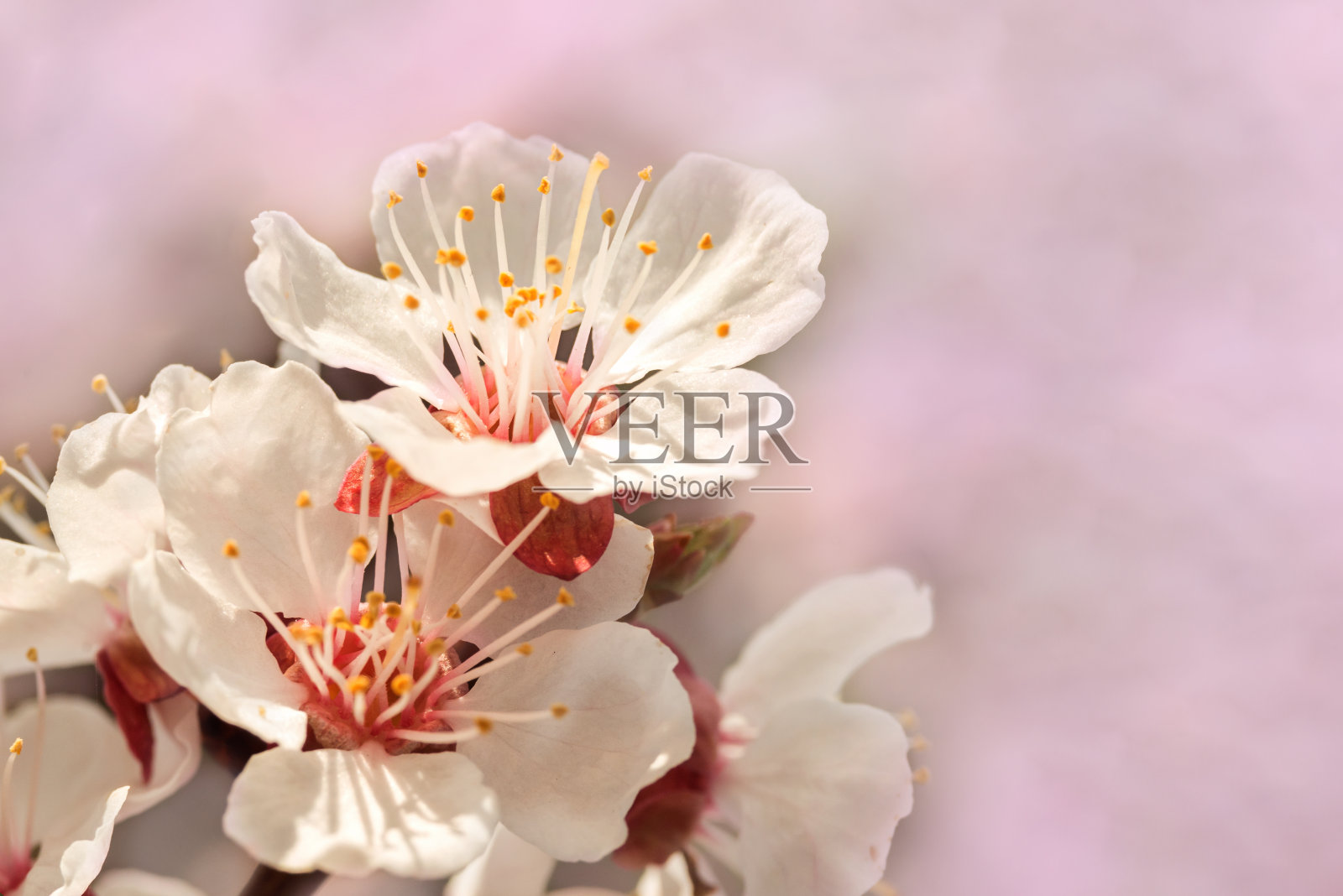 美丽的樱花枝，特写，明信片照片摄影图片