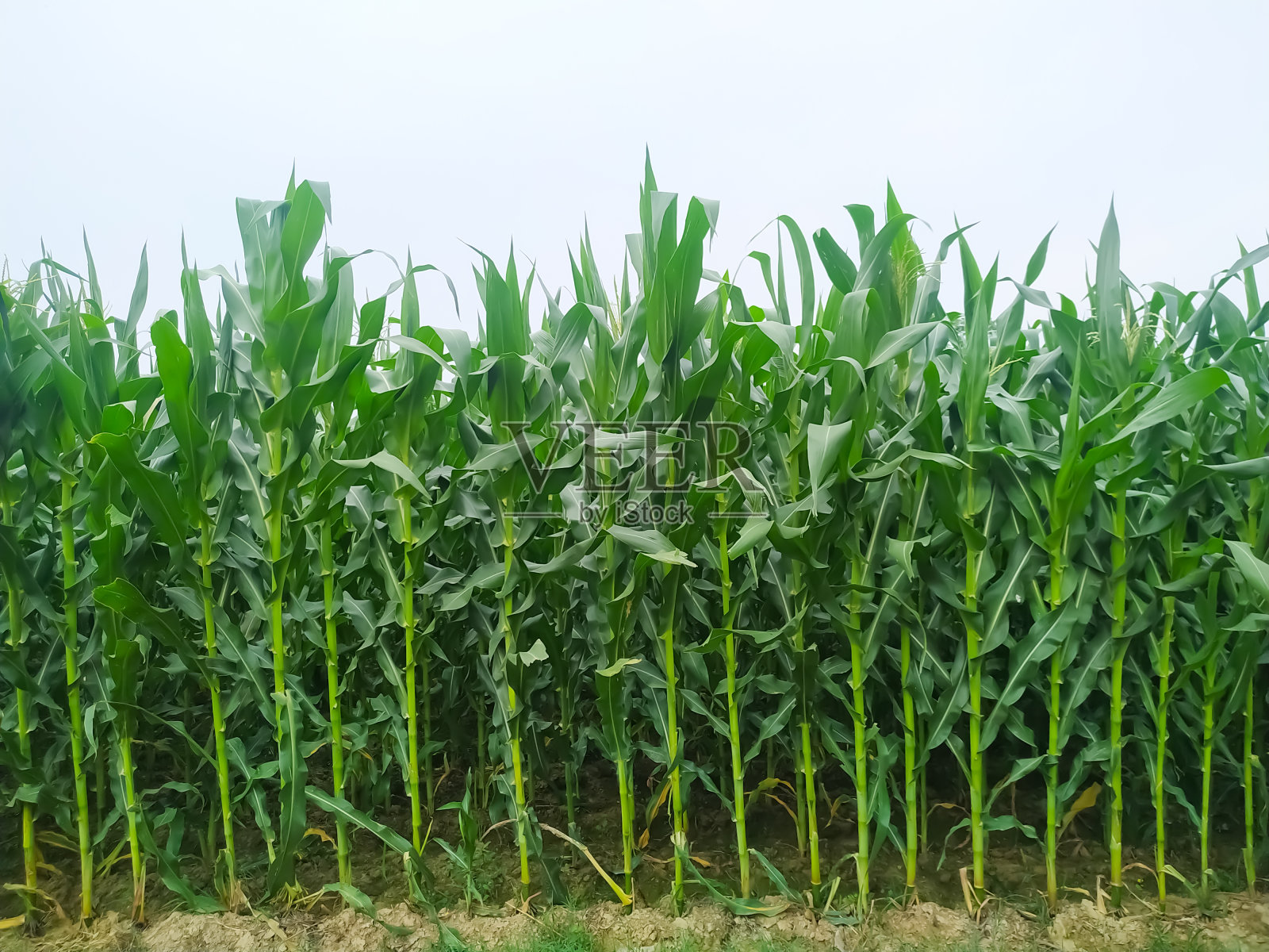 玉米花的穗子在夏末的微风中摇摆。绿色玉米田照片摄影图片