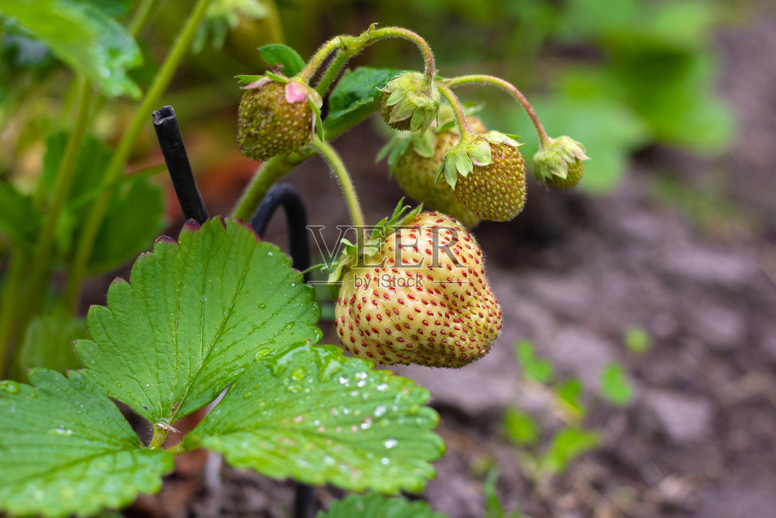 花园里正在成熟的草莓照片摄影图片