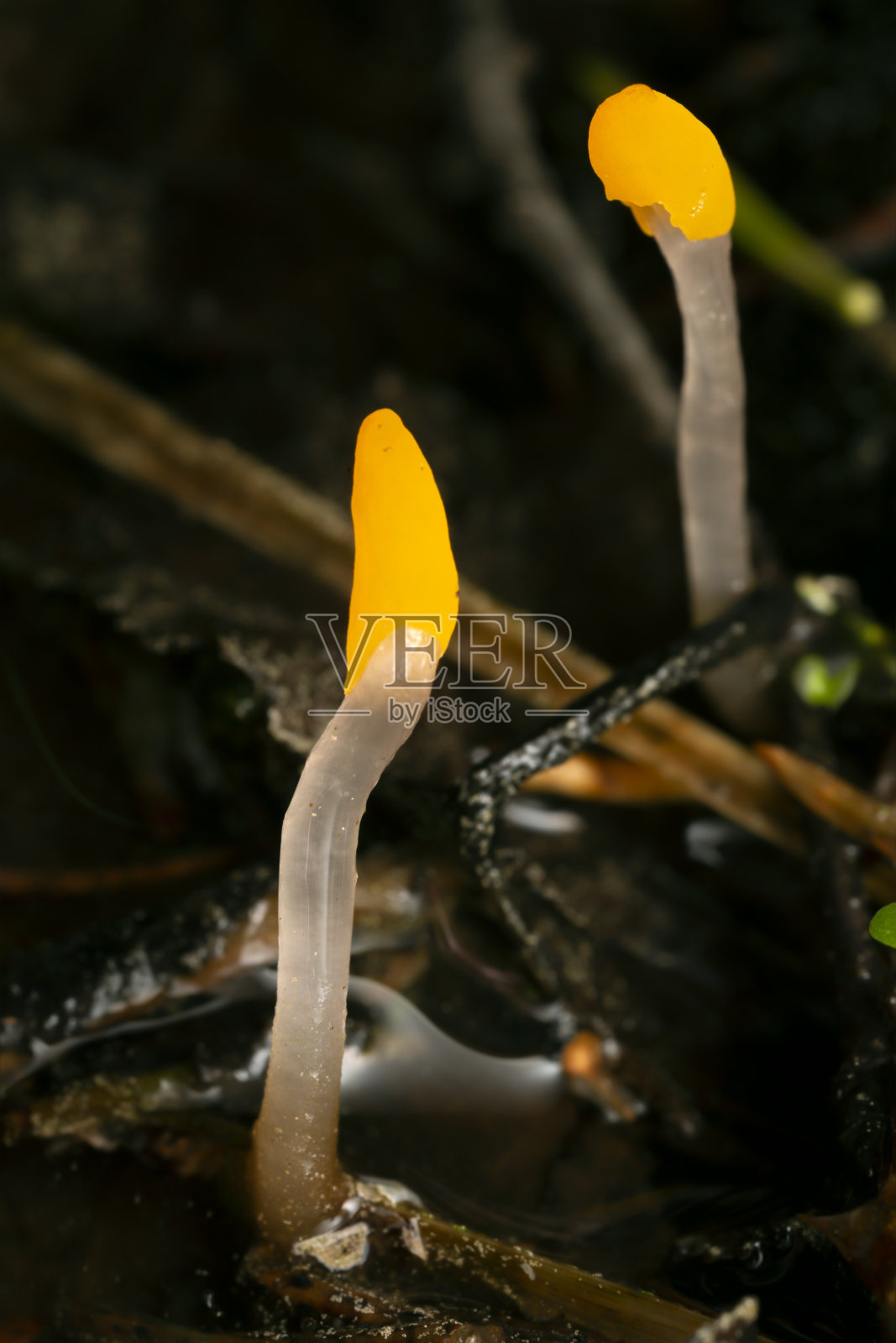 潮湿环境中生长的沼泽信标照片摄影图片