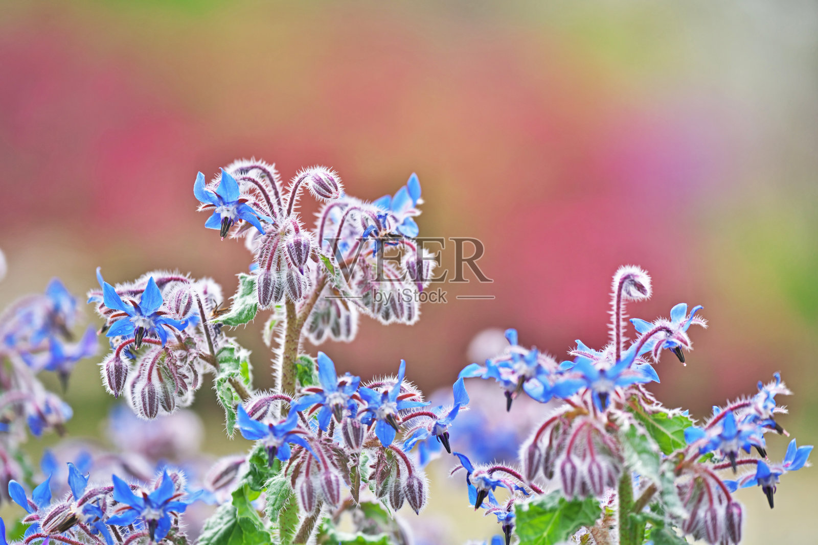 紫花植物野外特写照片摄影图片