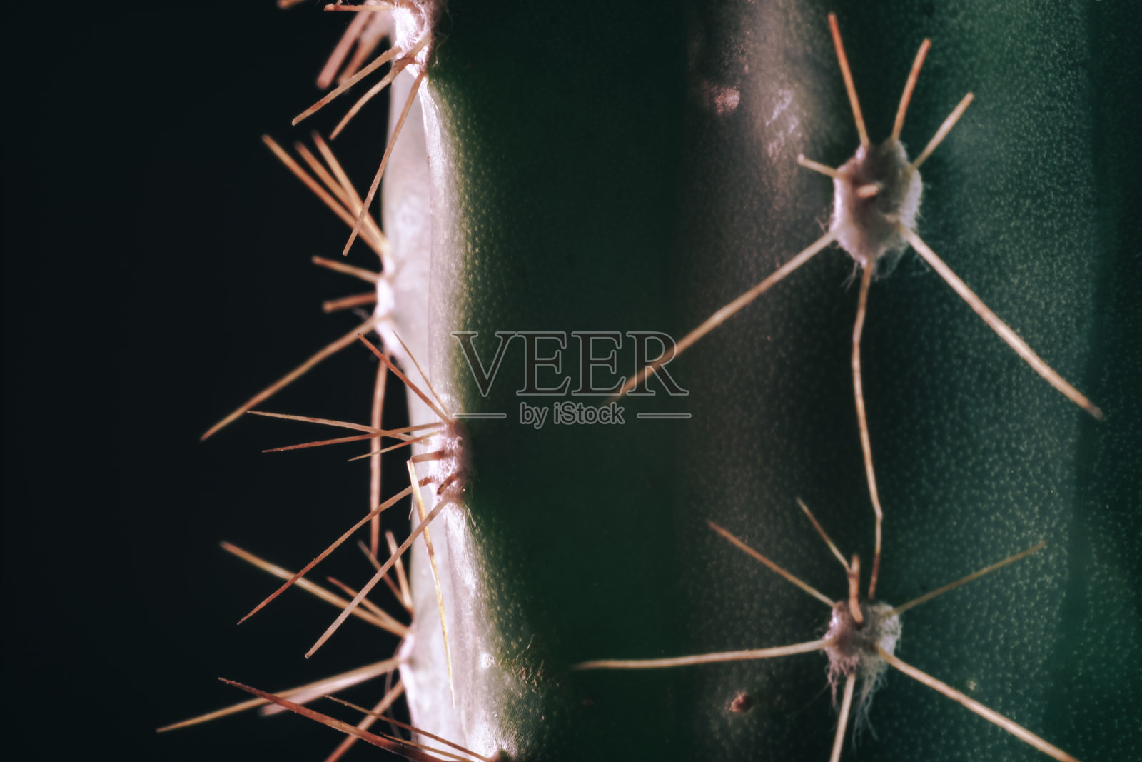 靠近美丽的仙人掌在一个黑色的背景。微距摄影的看法。照片摄影图片