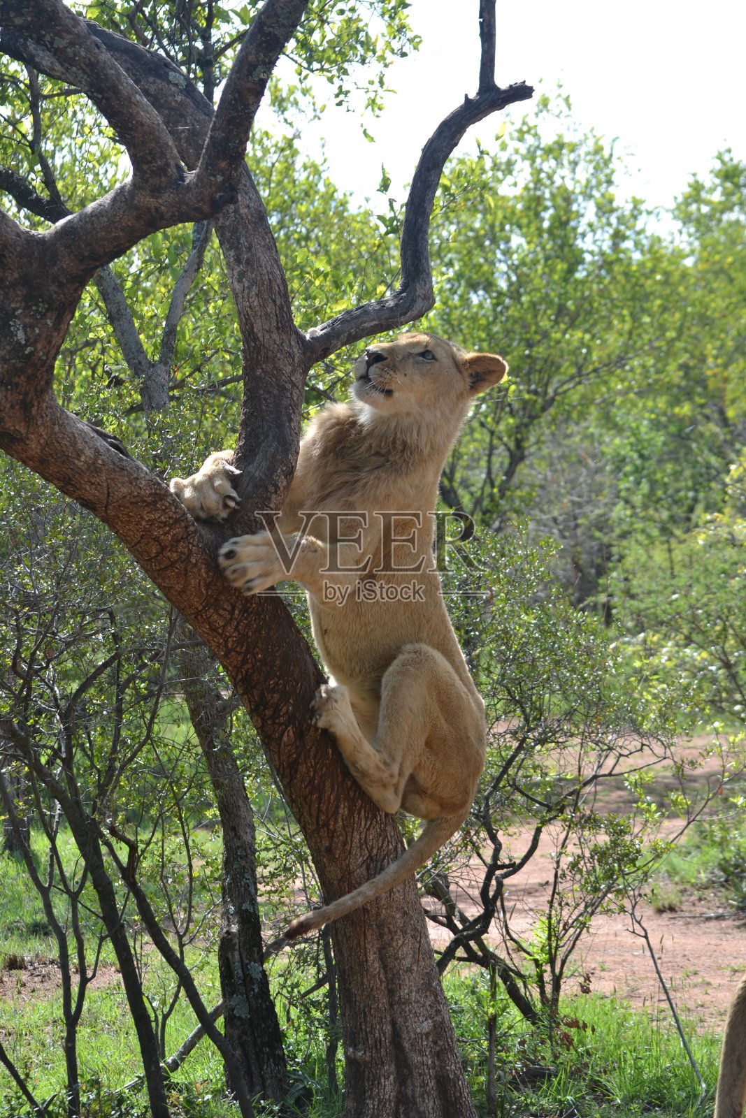 白狮幼崽照片摄影图片