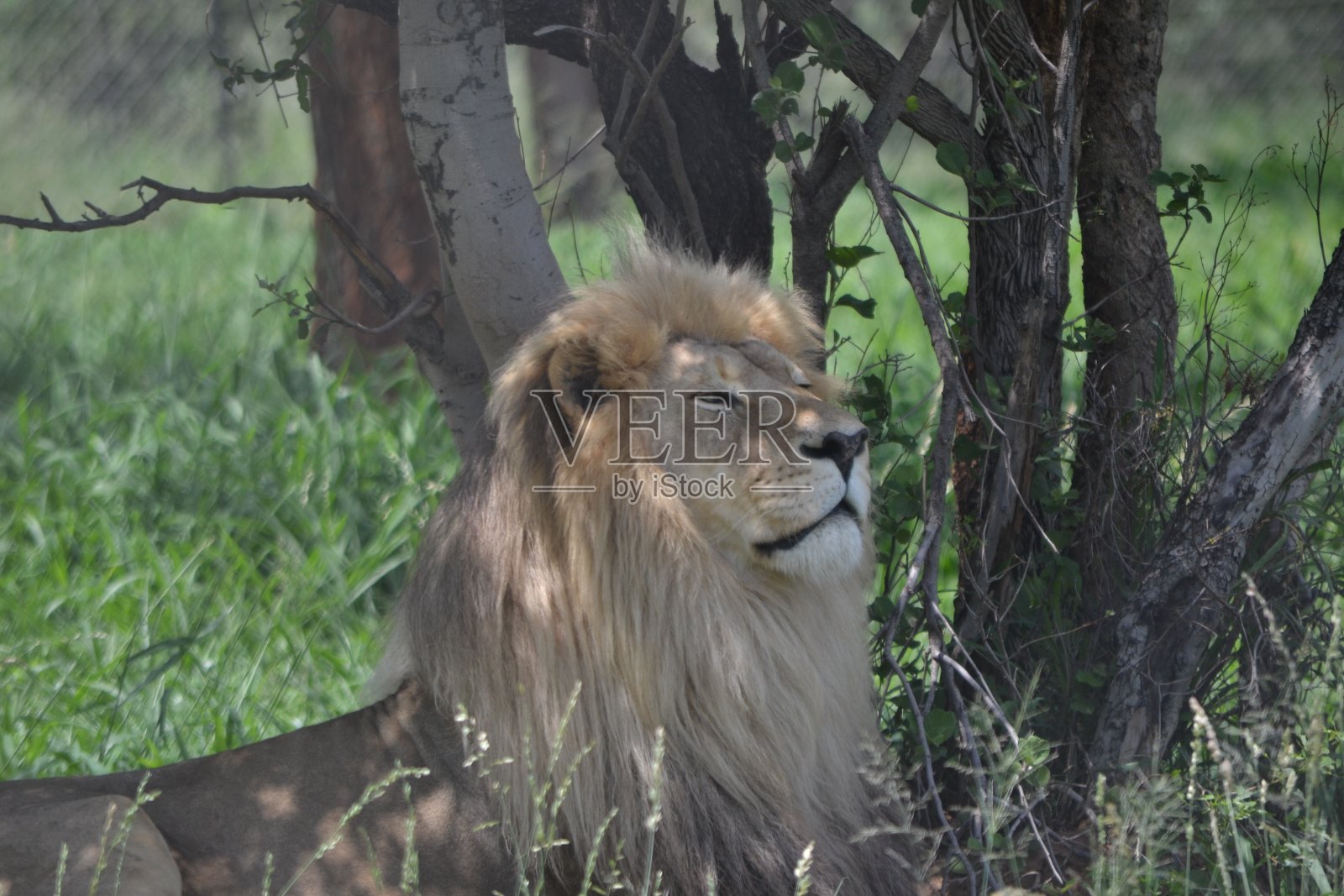 白狮幼崽照片摄影图片