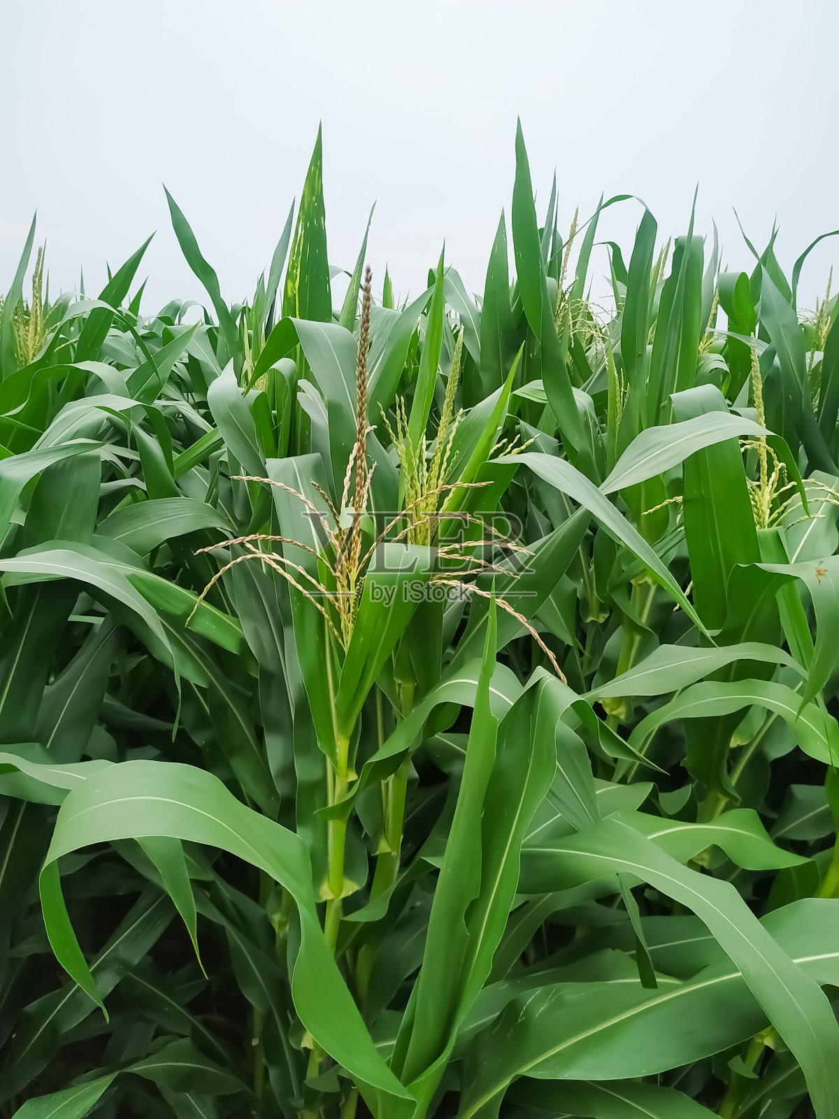 玉米花的穗子在夏末的微风中摇摆。绿色玉米田照片摄影图片