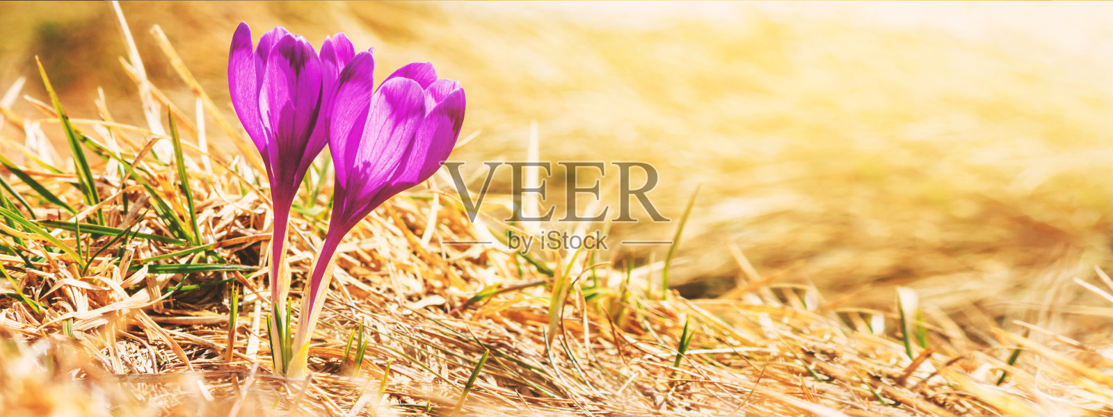 春天的背景-林间空地的新鲜的紫色番红花盛开照片摄影图片