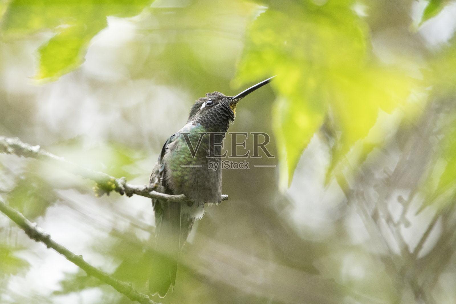 蜂鸟在树上休息照片摄影图片