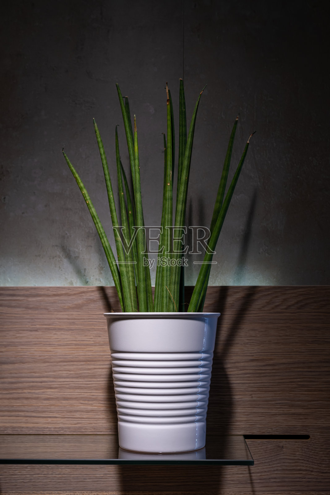 盆栽中的绿色植物，背景为黑色。自然背景。照片摄影图片