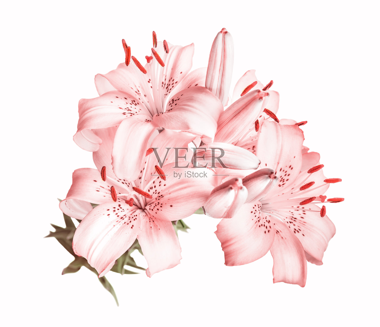 白色背景上的粉色百合照片摄影图片