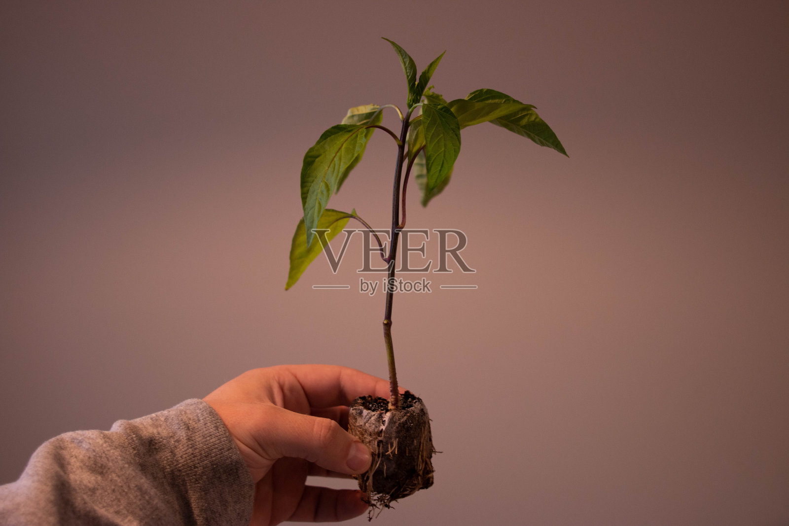 移植辣椒植株照片摄影图片