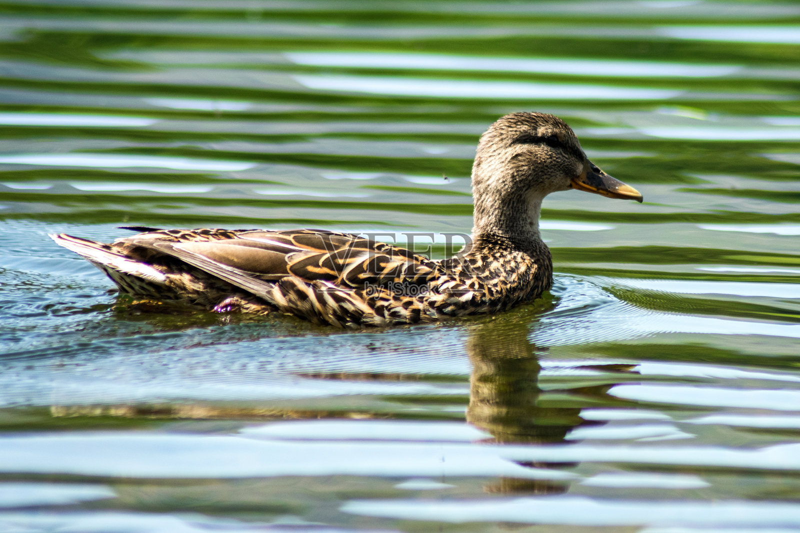 湖区的鸭子照片摄影图片