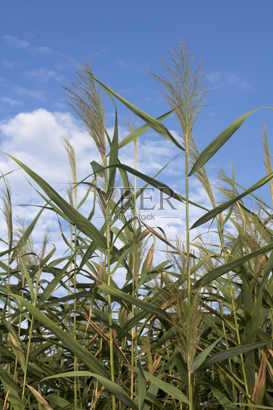 蓝天下的芦苇照片摄影图片