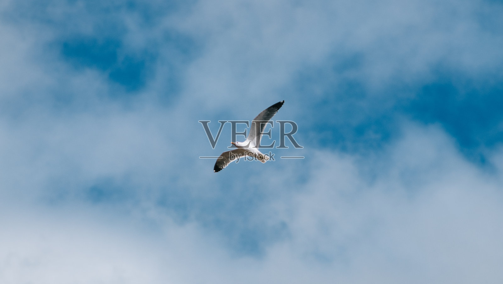 海鸥在蔚蓝多云的天空中飞翔照片摄影图片