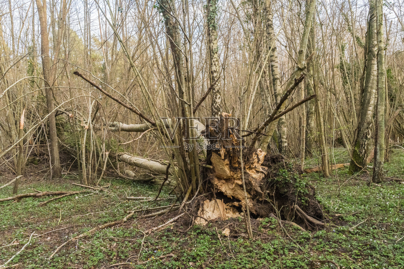 落叶林里的树被风吹倒了照片摄影图片