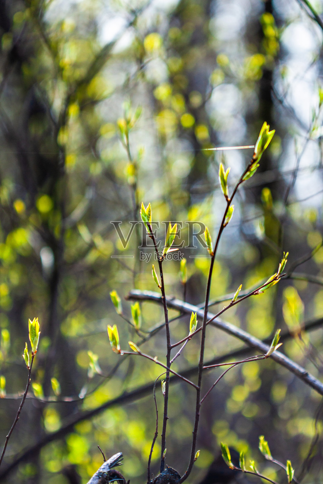 春天第一片叶子的樱花树丛的树枝照片摄影图片