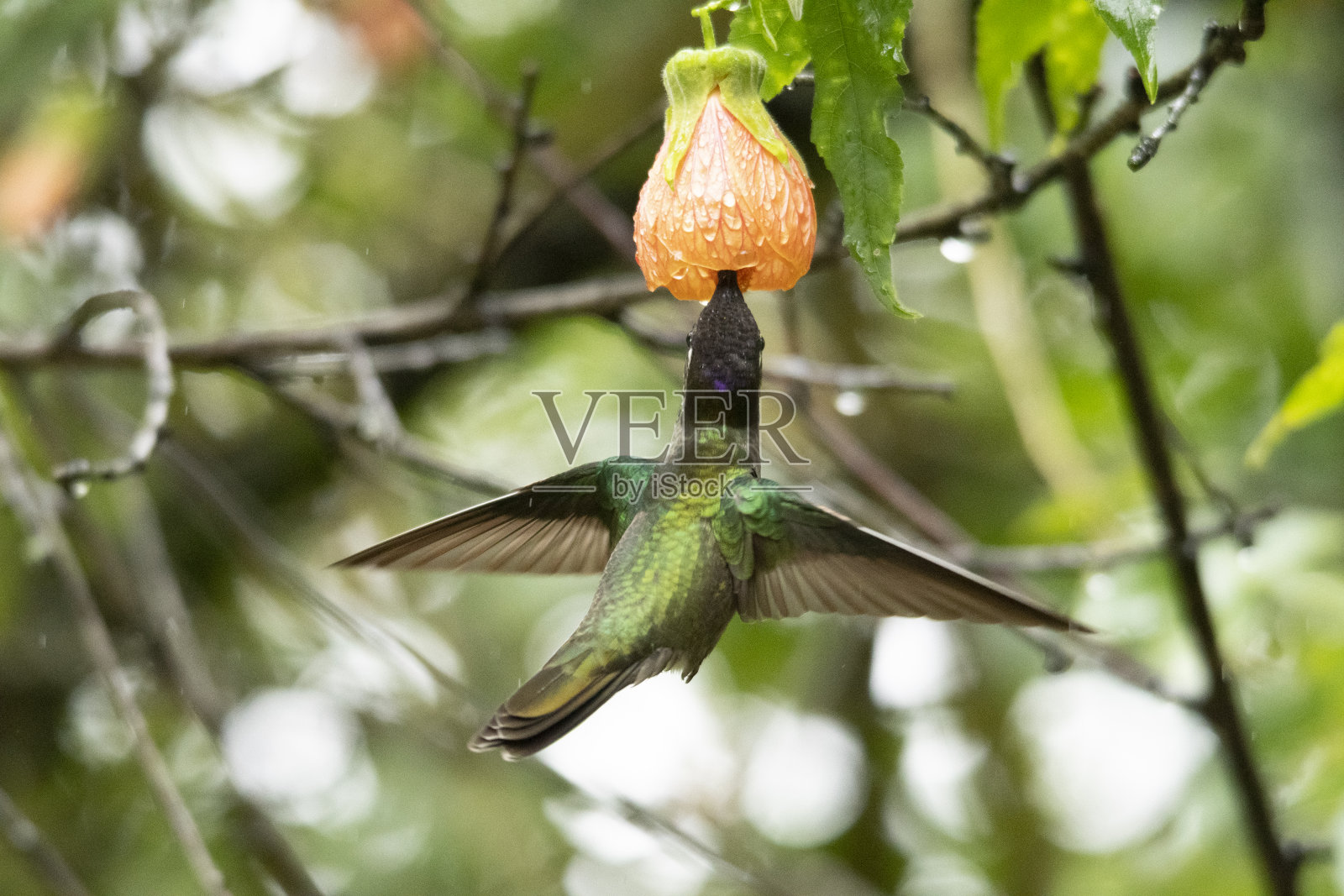 蜂鸟喝花蜜照片摄影图片