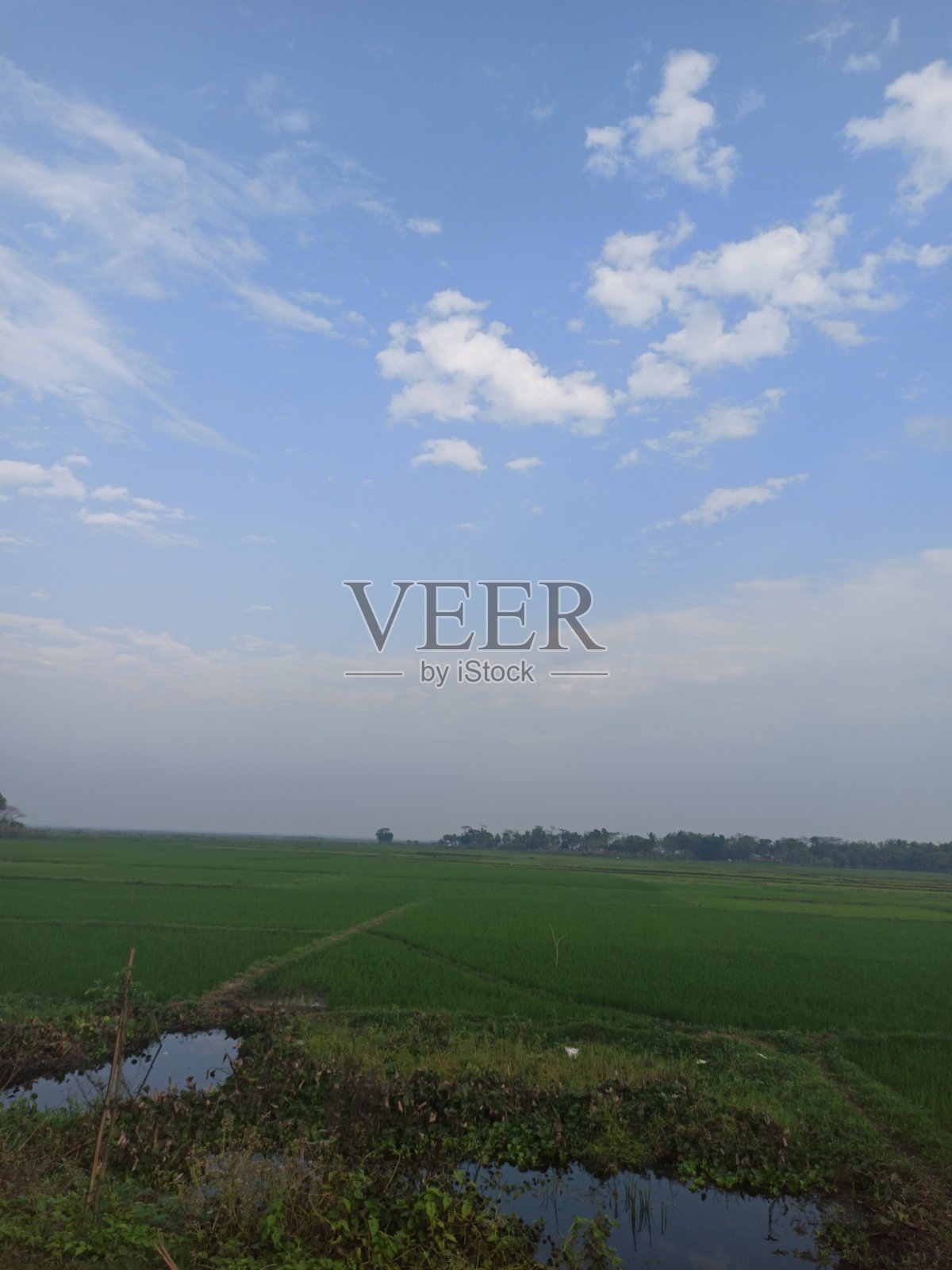 自然的花和日落照片照片摄影图片