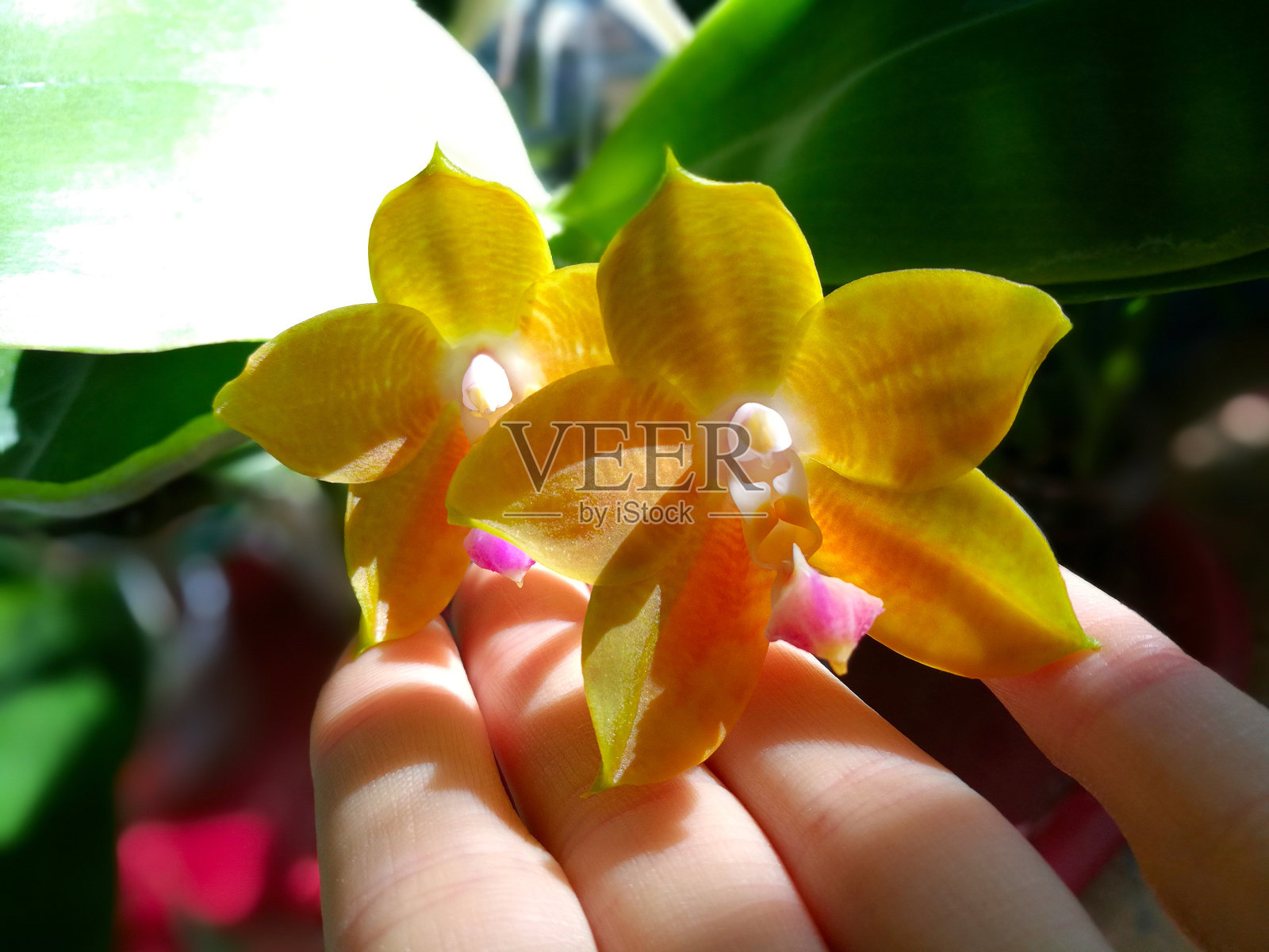 美丽罕见的兰花在花盆上模糊的背景照片摄影图片