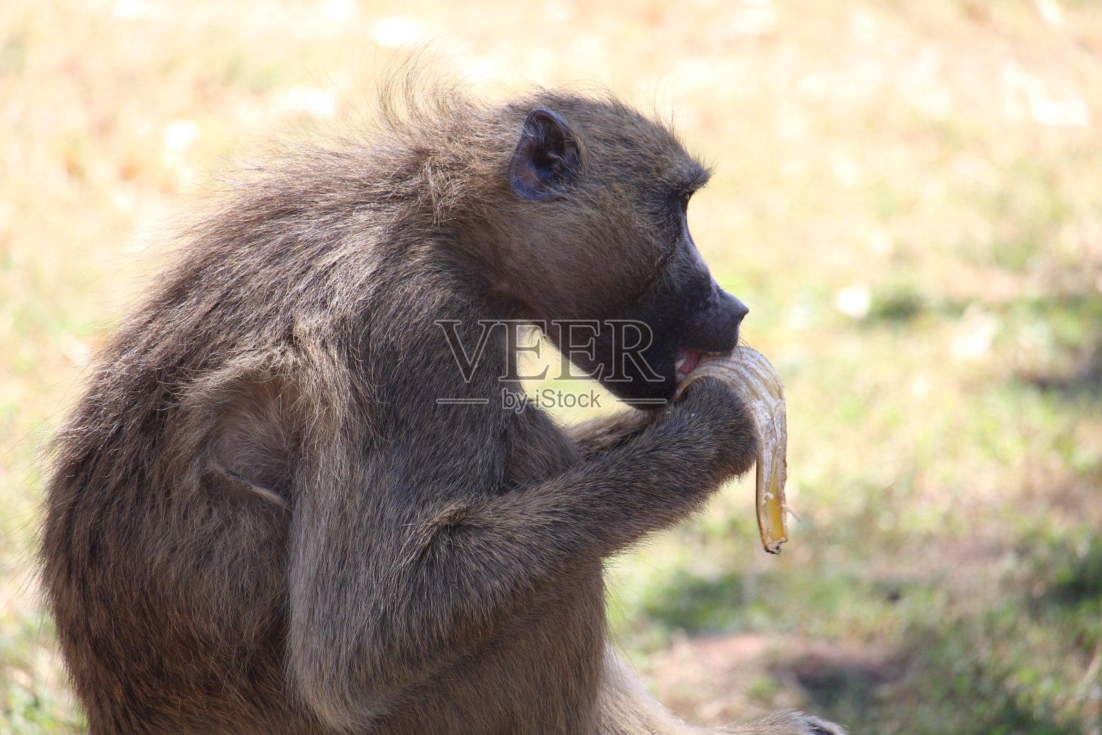 猴子与食物照片摄影图片