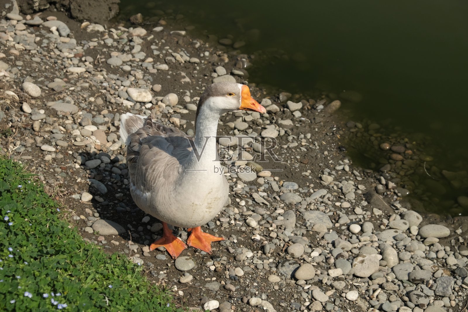 柯尔莫戈里的鹅，灰色的鹅在湖上行走照片摄影图片