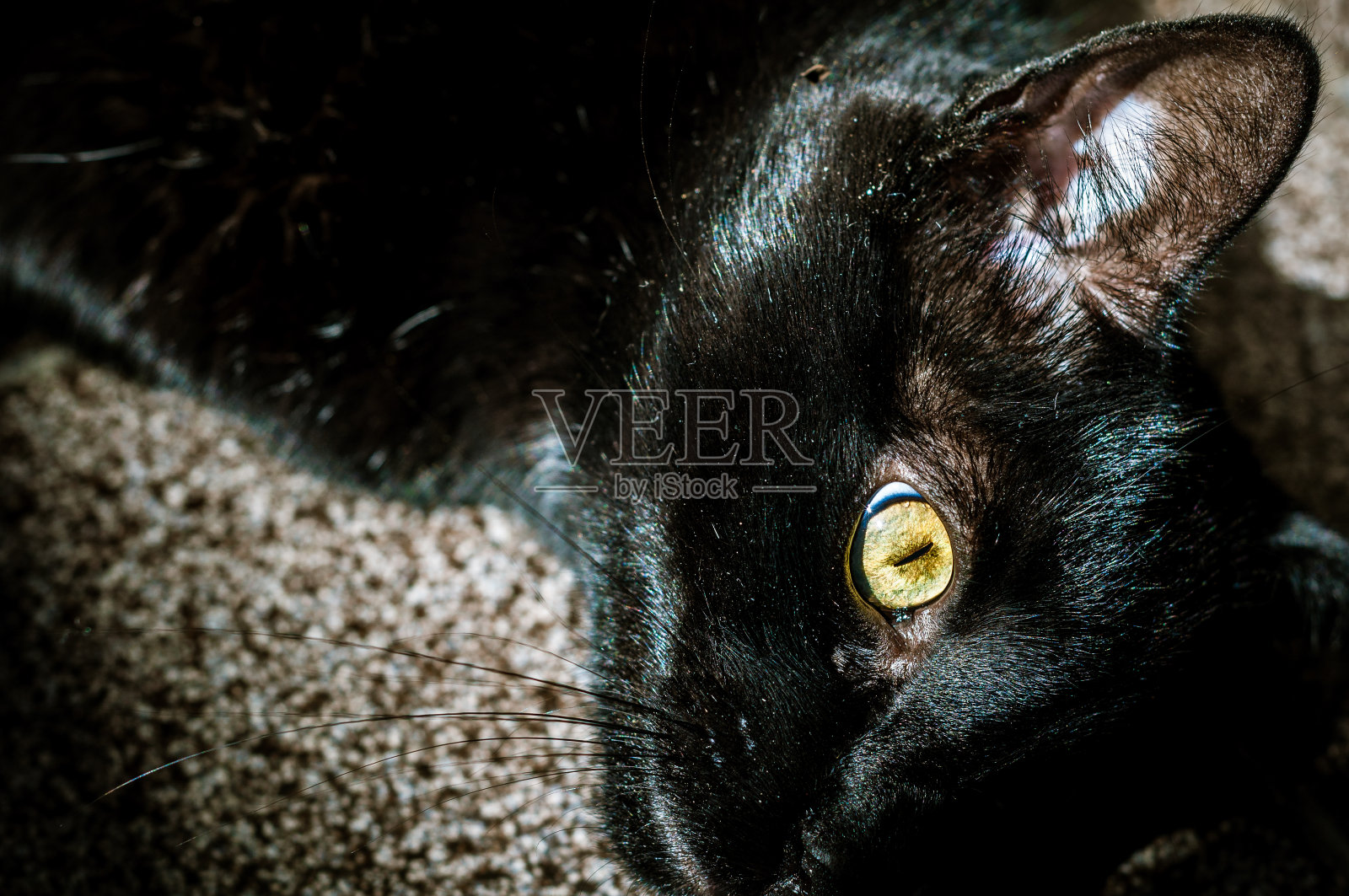 黑家猫的绿眼睛在灯光下照片摄影图片