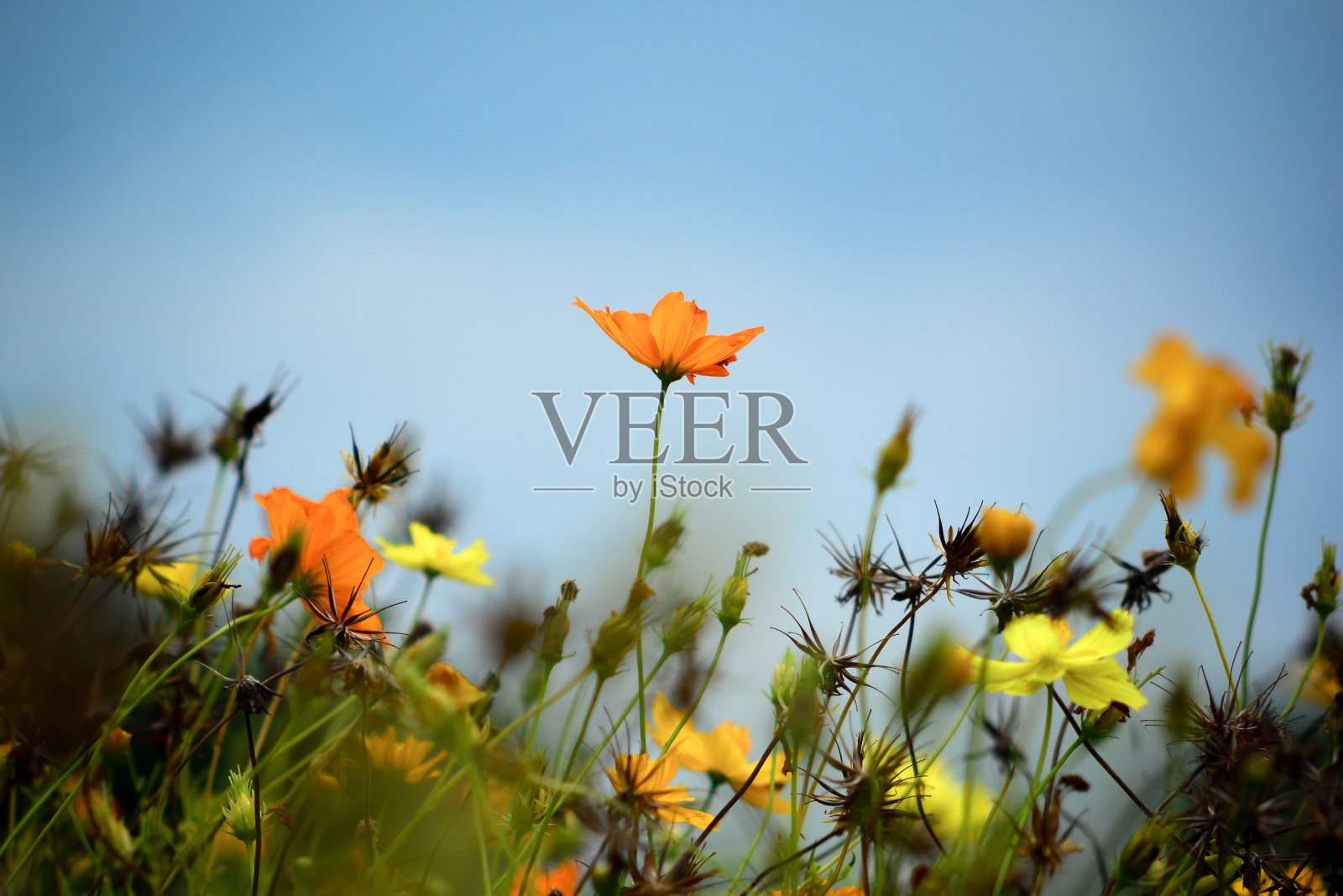 花园里盛开的黄花照片摄影图片