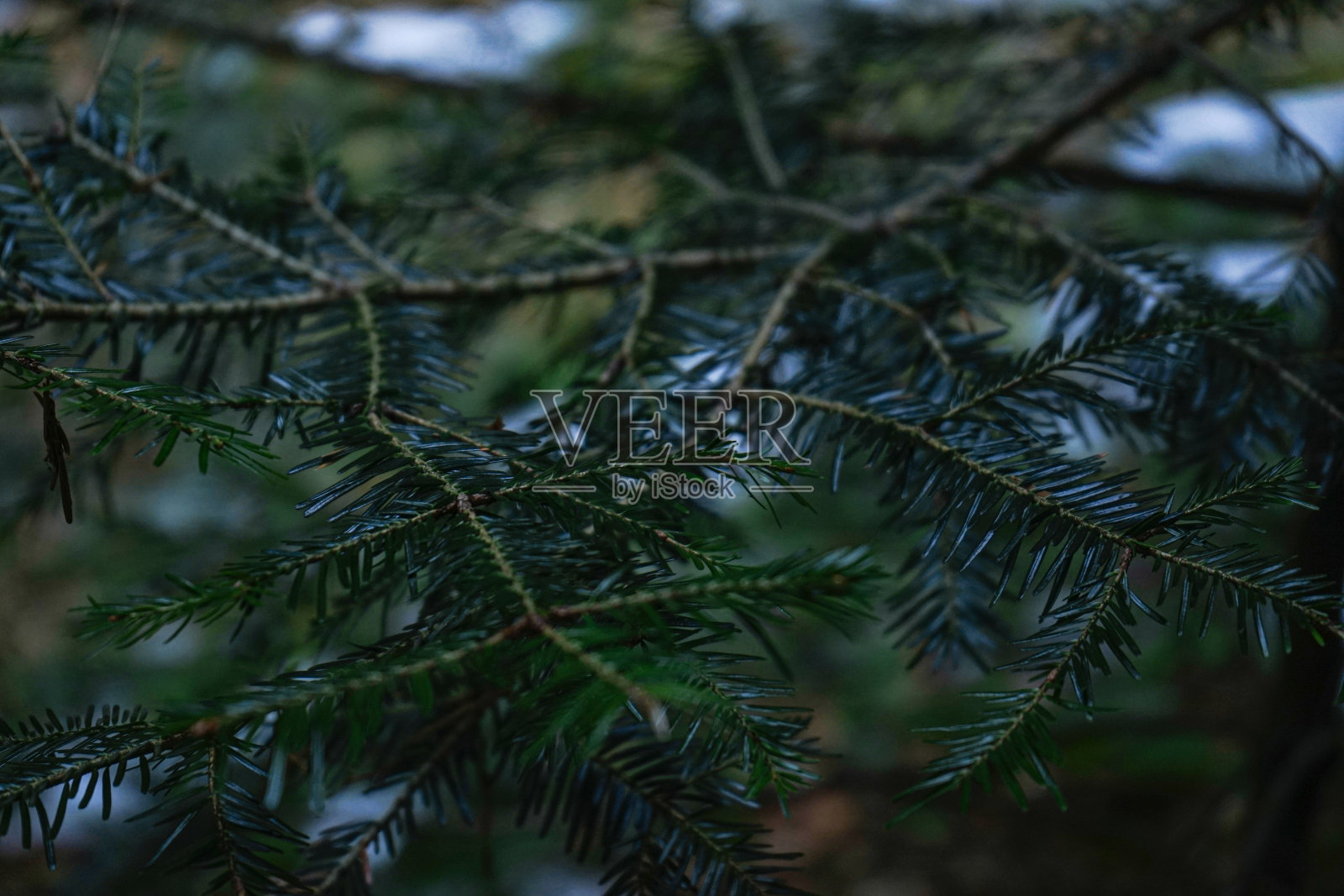 毛或松树的绿色多刺的树枝。云杉分支特写。云杉的绿色树枝。圣诞树。照片摄影图片