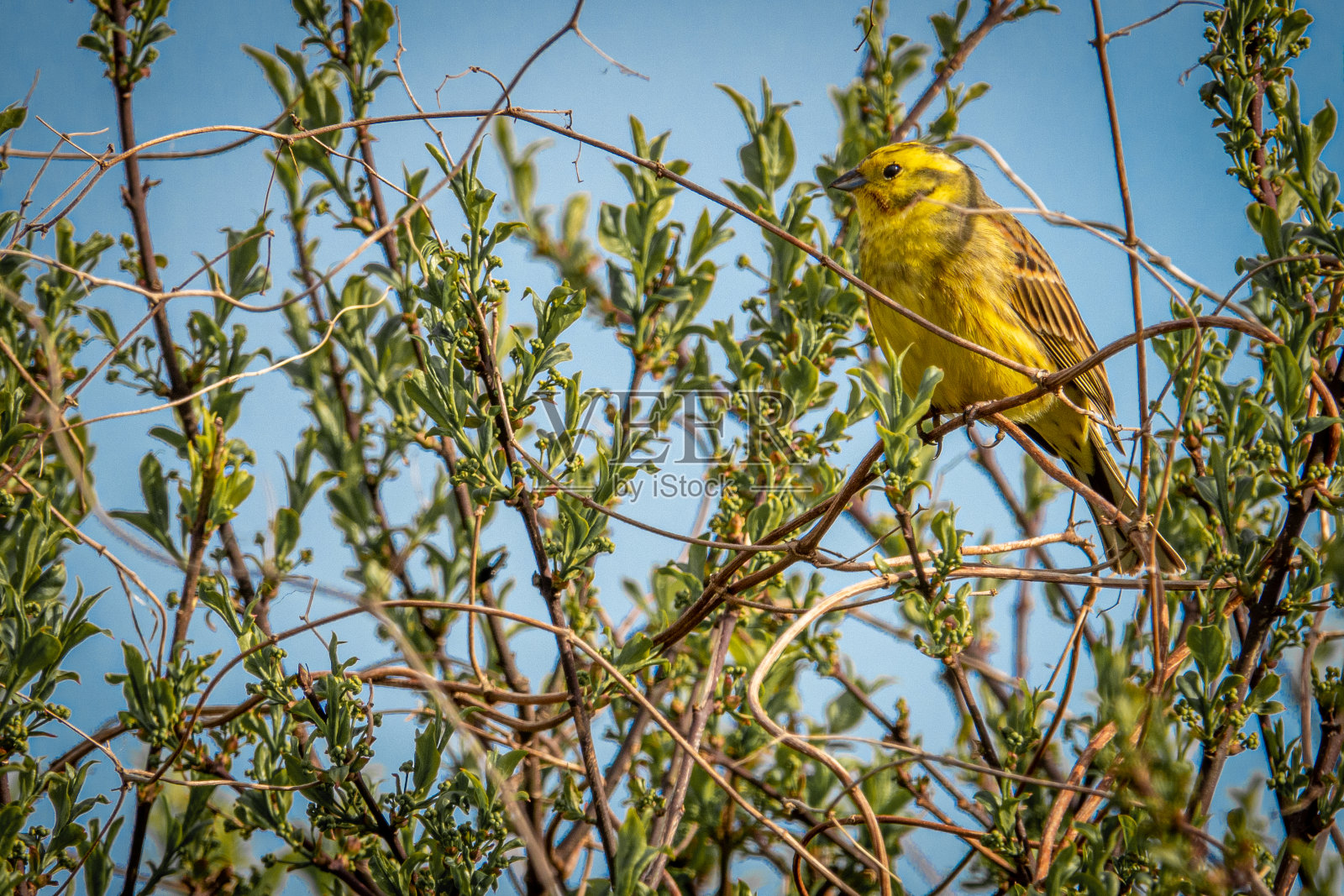 黄锤坐在灌木丛里，天空是蓝色的照片摄影图片
