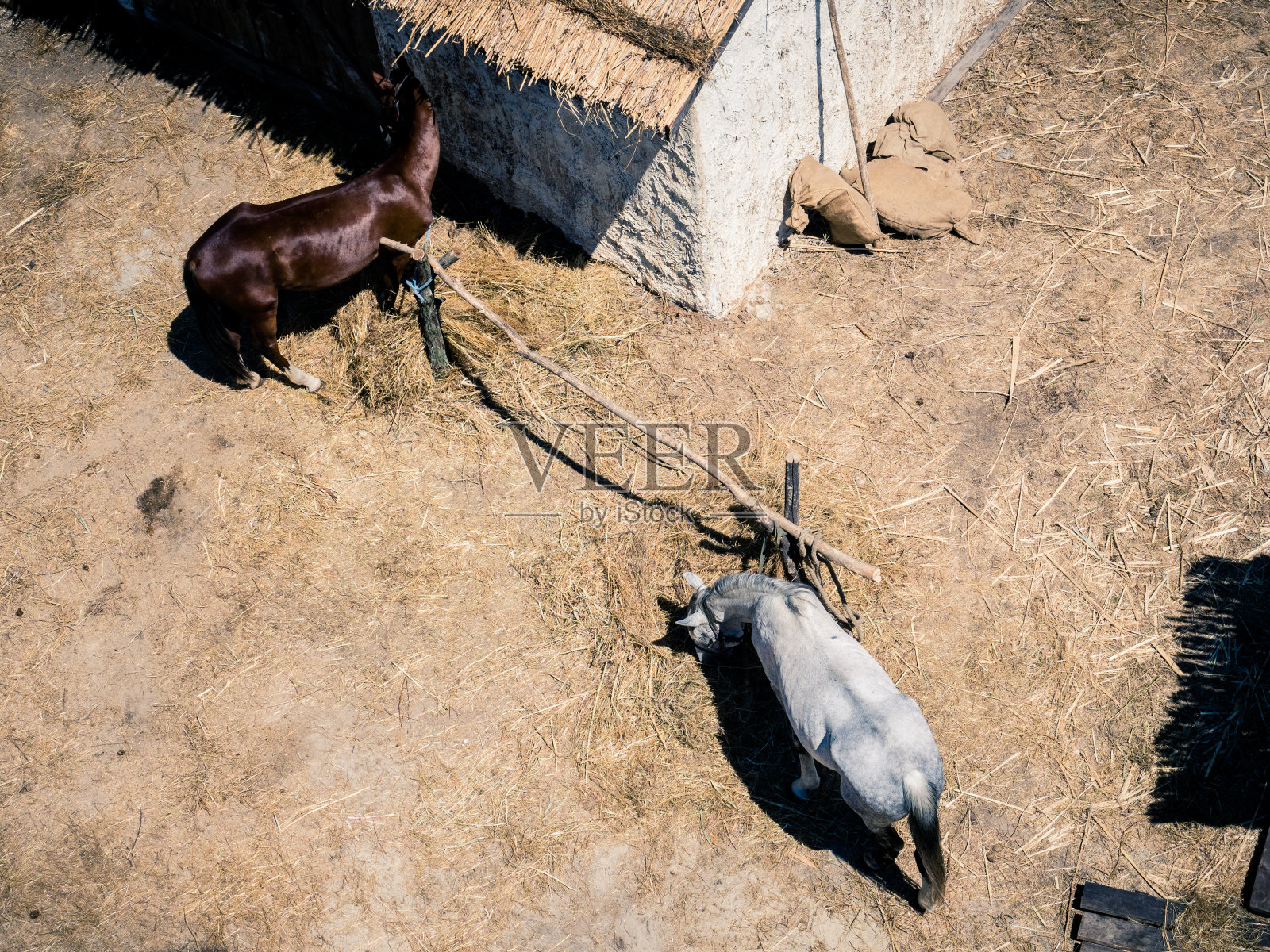 马放牧在自然俯视图照片摄影图片