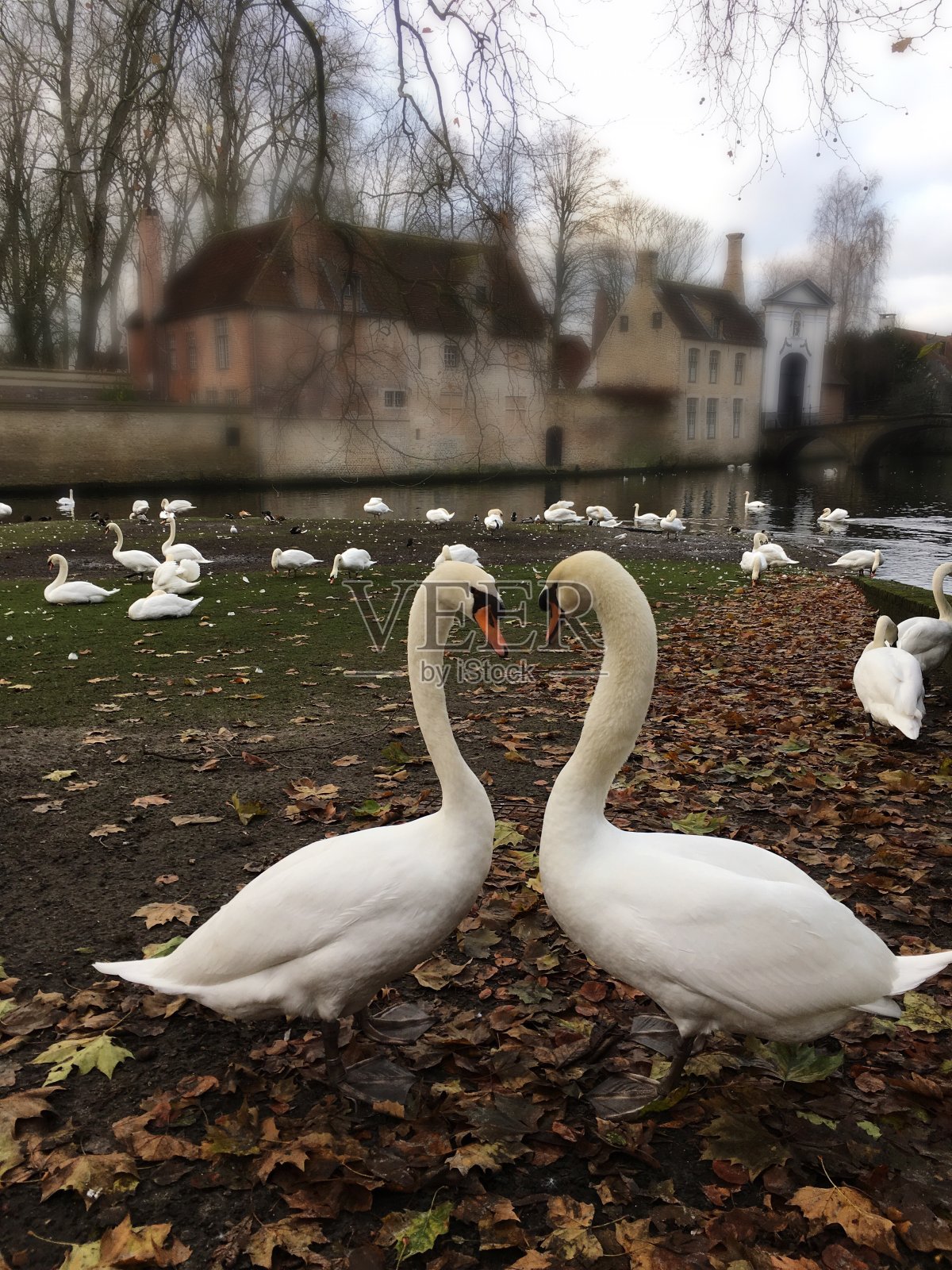 天鹅是心形的照片摄影图片