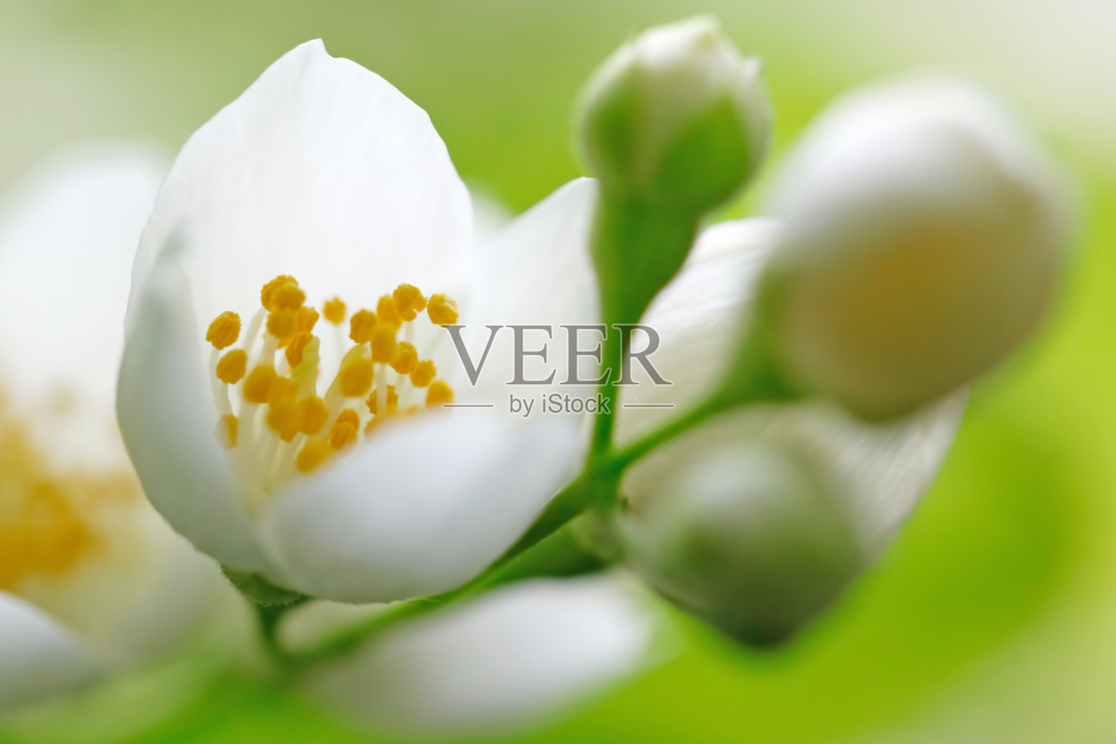 茉莉花开花特写照片摄影图片