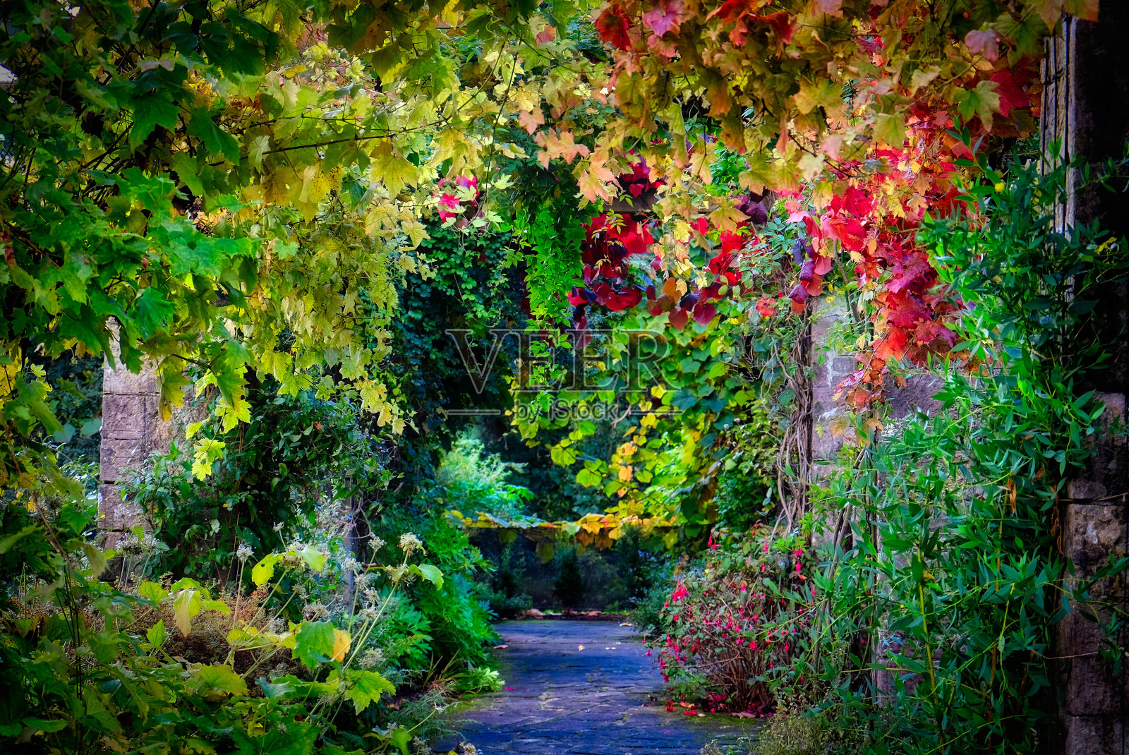 秋天的落叶照片摄影图片