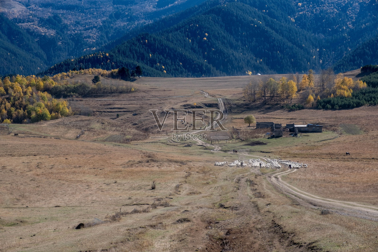 一个牧羊人带着牛群从奥马洛下山到阿尔瓦尼过冬照片摄影图片