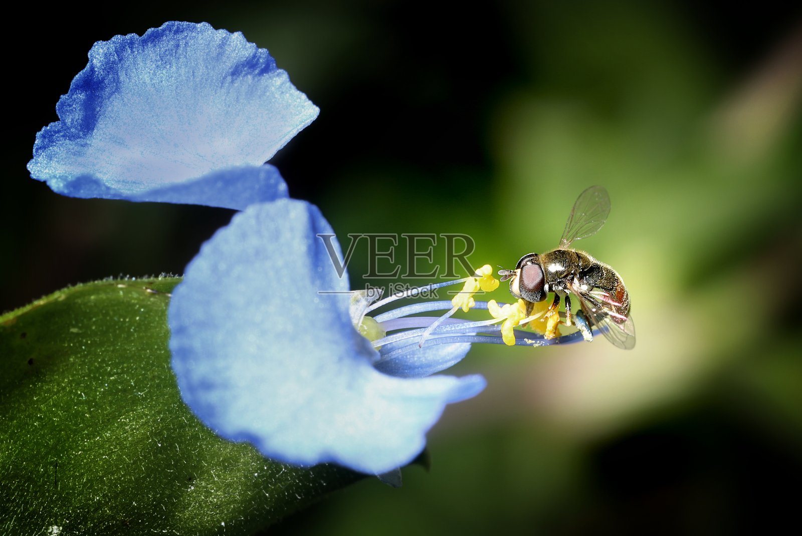 Dayflower上的出血性食蚜茧蜂照片摄影图片