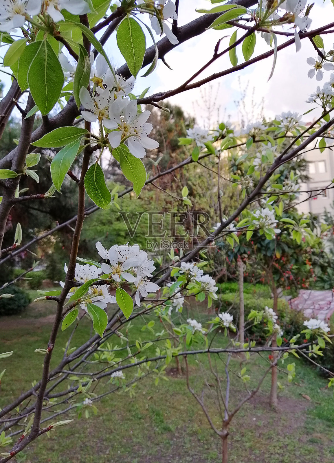 春天鲜花树木和大自然伊斯坦布尔照片摄影图片