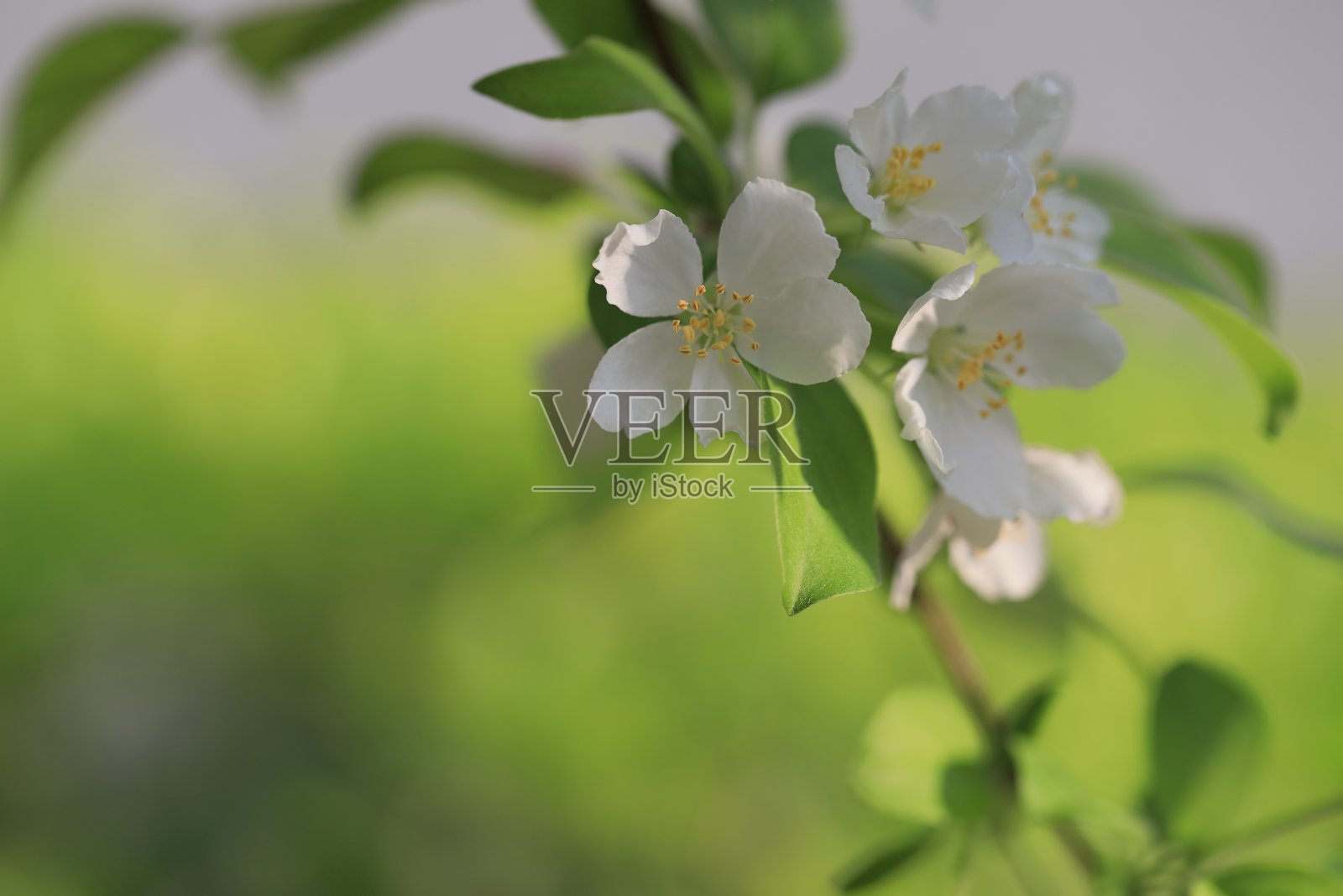 苹果花照片摄影图片