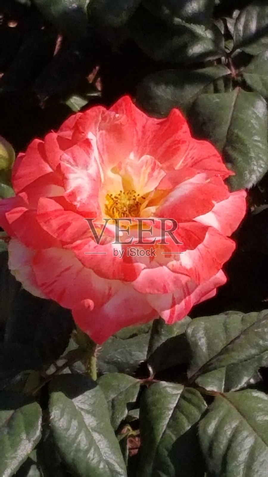 我从没答应过你会有一座玫瑰花园照片摄影图片