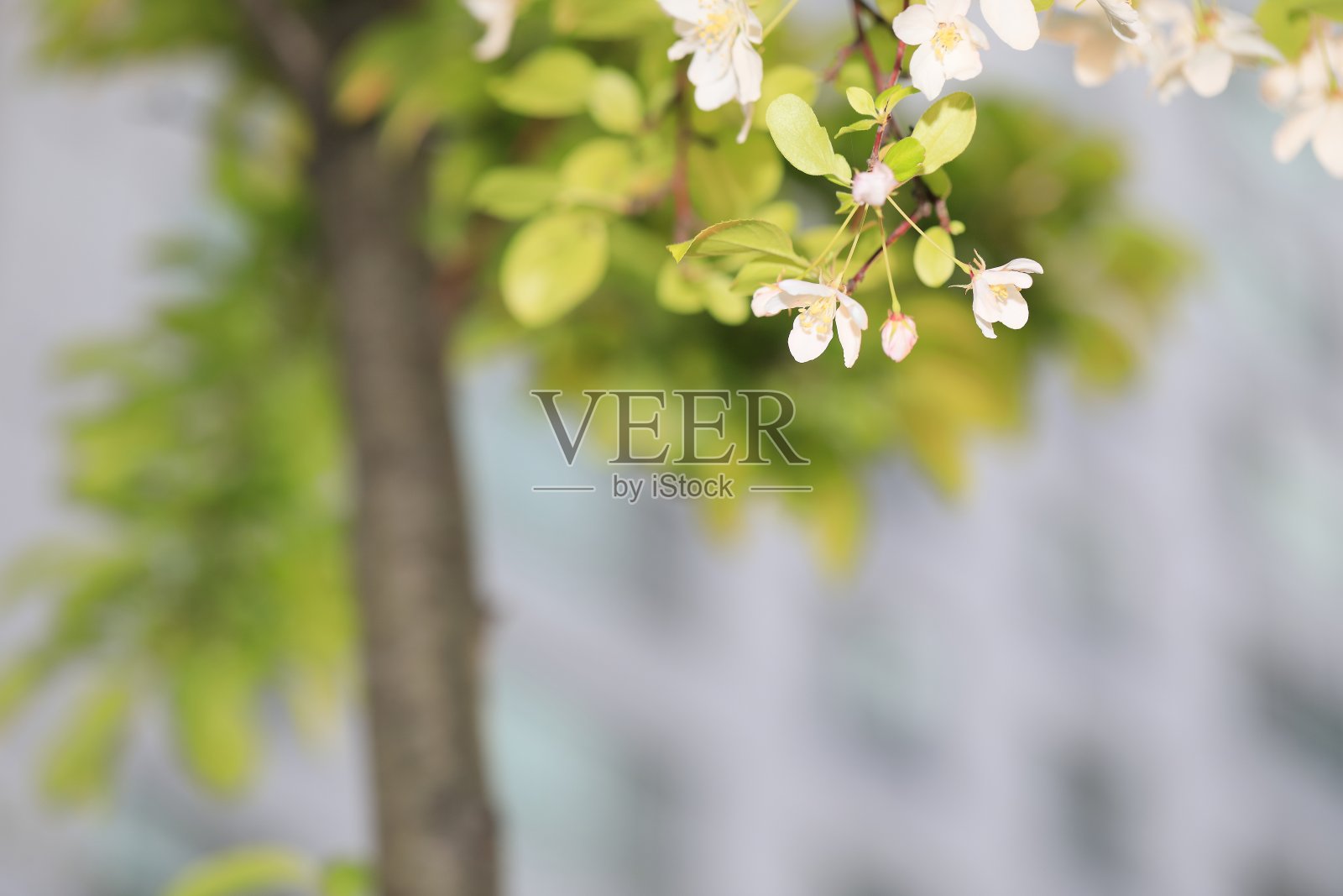 苹果花照片摄影图片