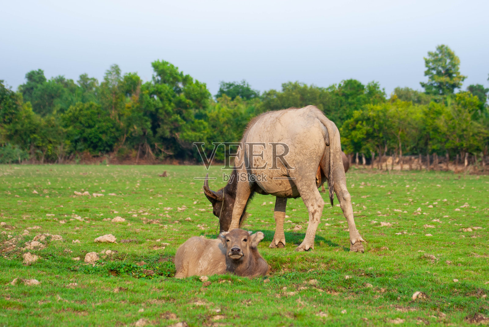 水牛是一种原产于东南亚、缅甸、老挝、泰国、柬埔寨、越南的物种，现在生活在干燥的草地上。照片摄影图片