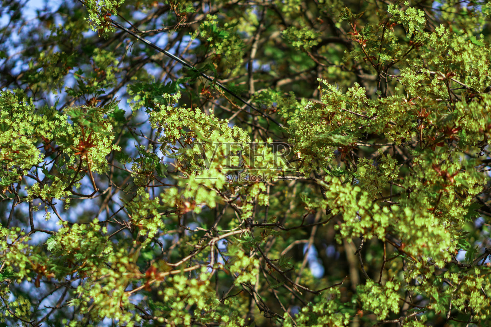 美丽的春色景观与模糊的背景。夏季设计背景。照片摄影图片