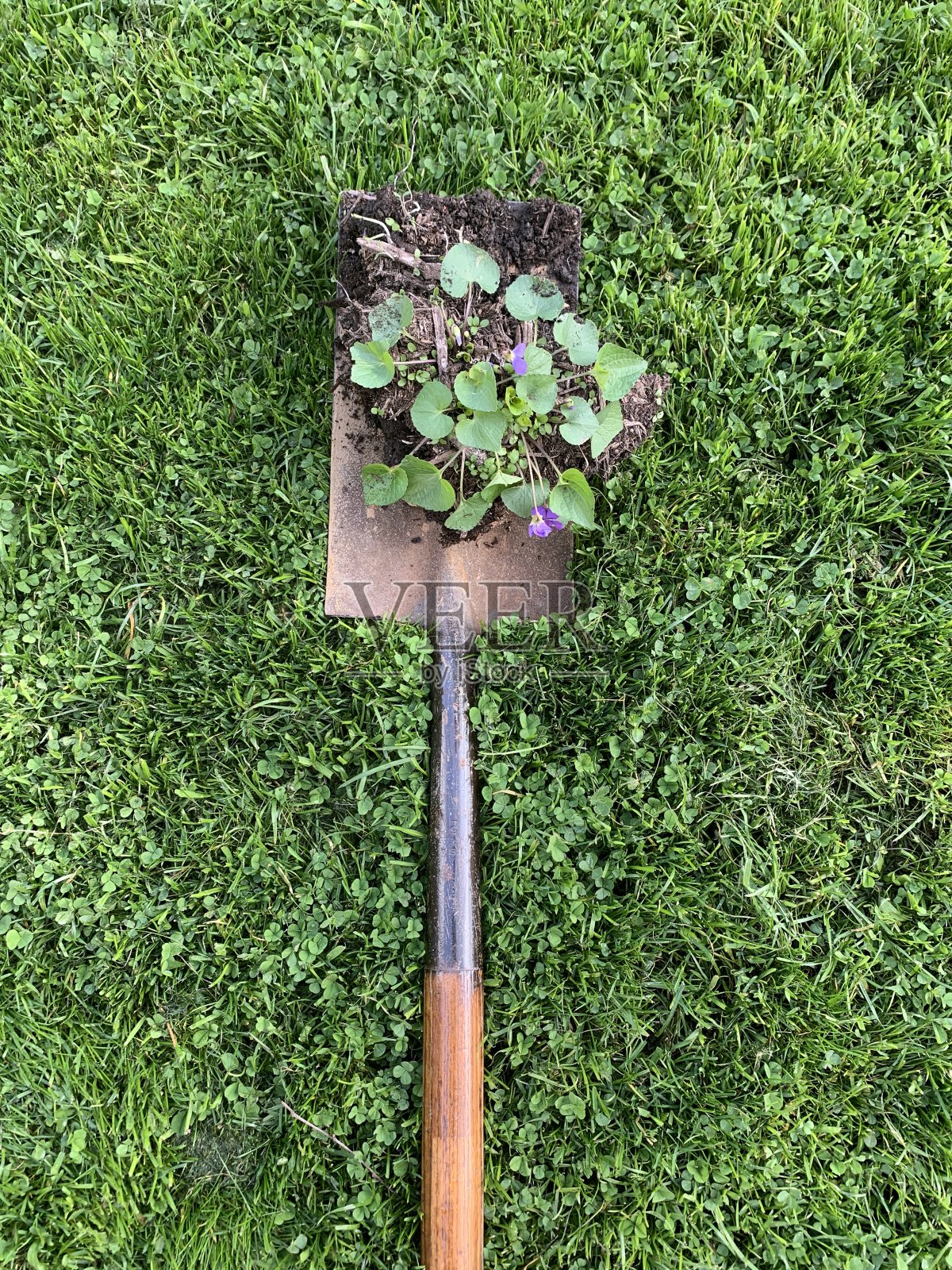 移植一丛紫罗兰照片摄影图片