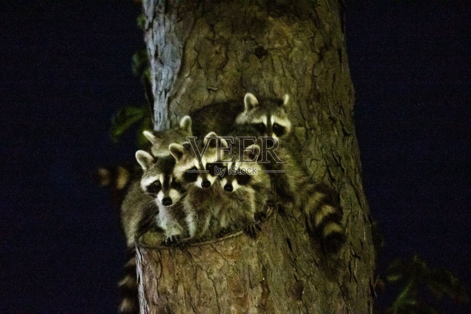 树上的小浣熊一家照片摄影图片