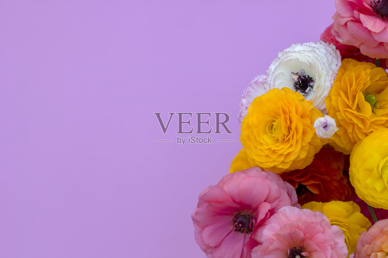 粉红色背景上的彩色牡丹横幅。照片摄影图片