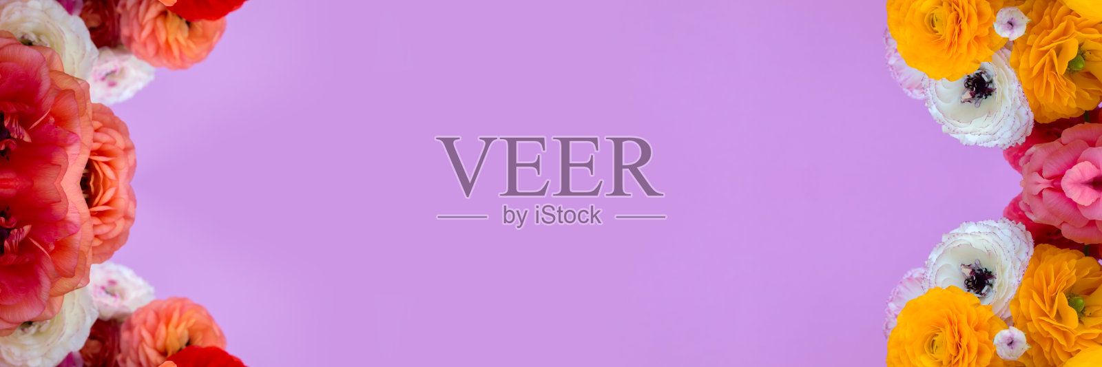 粉红色背景上的彩色牡丹横幅。照片摄影图片