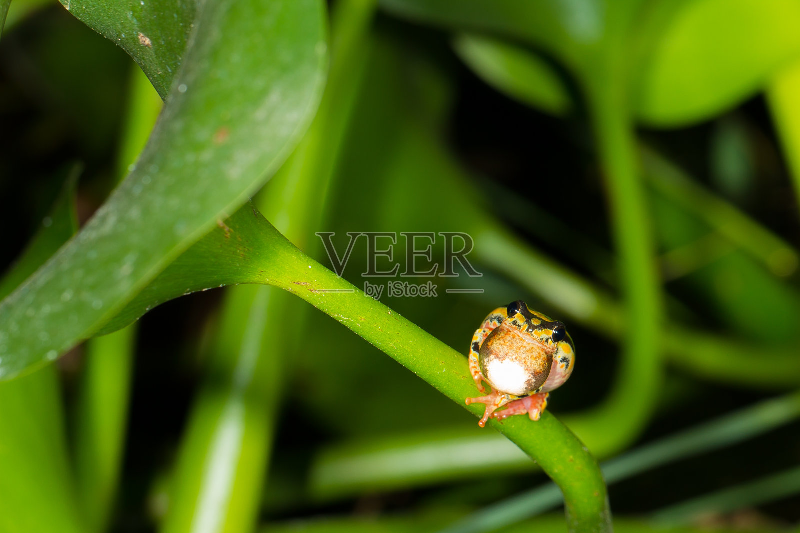画芦苇蛙照片摄影图片