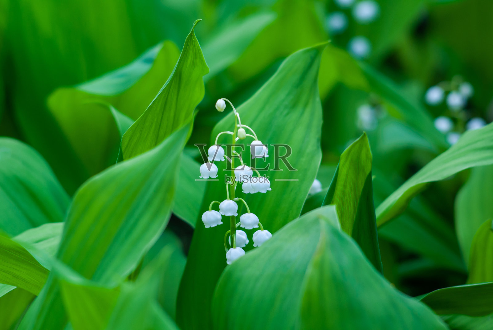 铃兰在春天的森林里开花照片摄影图片