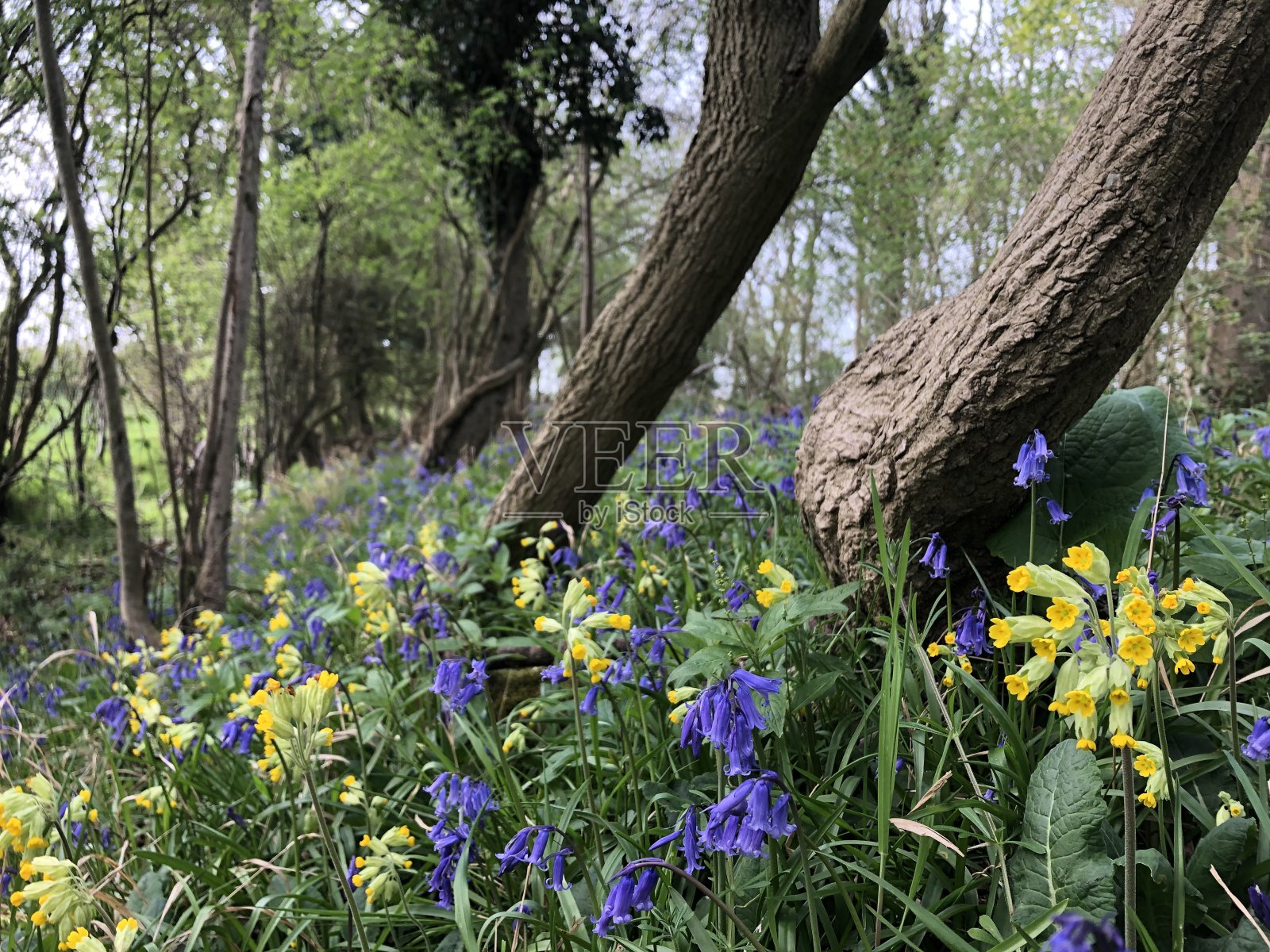 蓝铃花和驴照片摄影图片