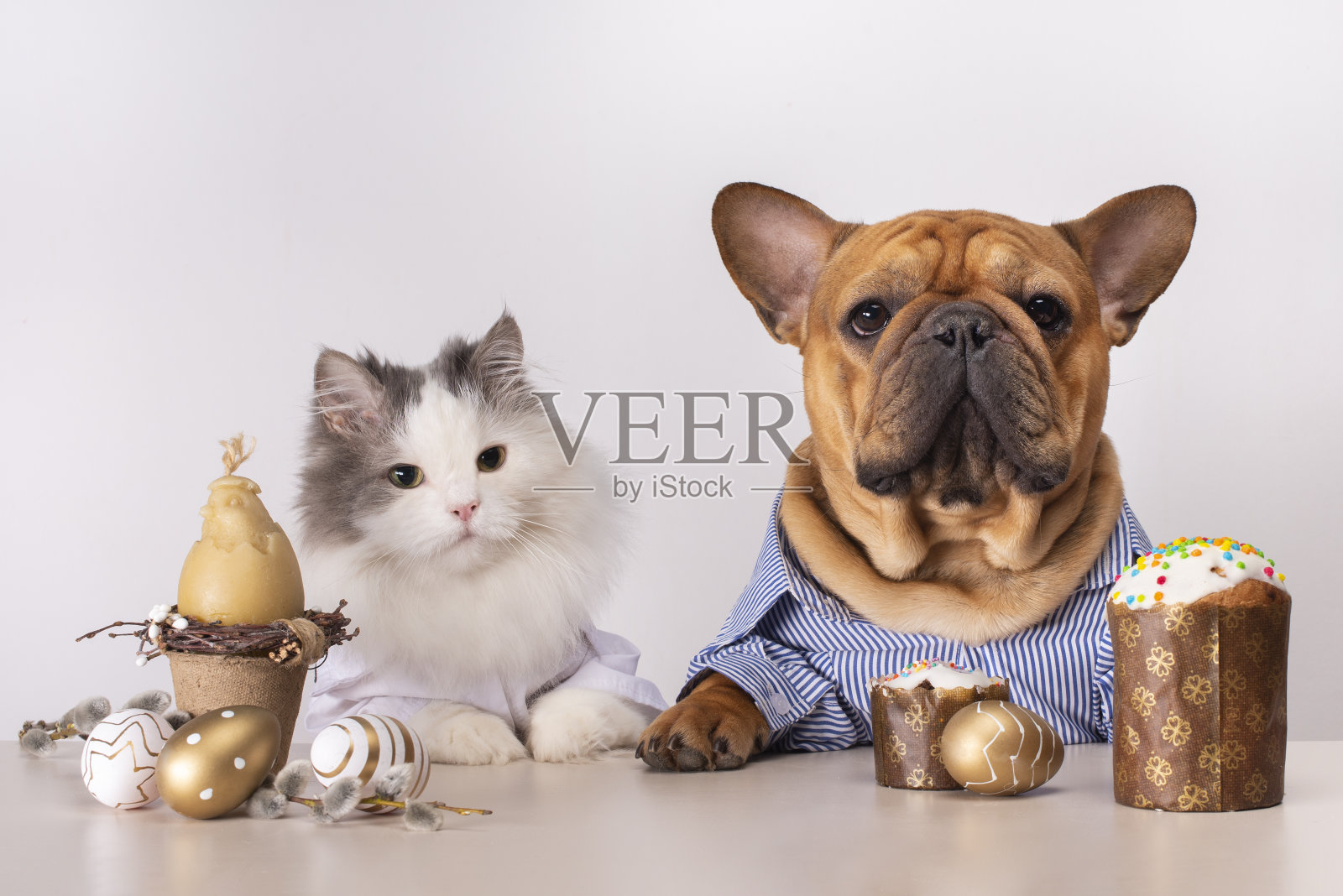 白色毛茸茸的小猫和法国斗牛犬坐在白色背景的复活节餐桌旁。照片摄影图片