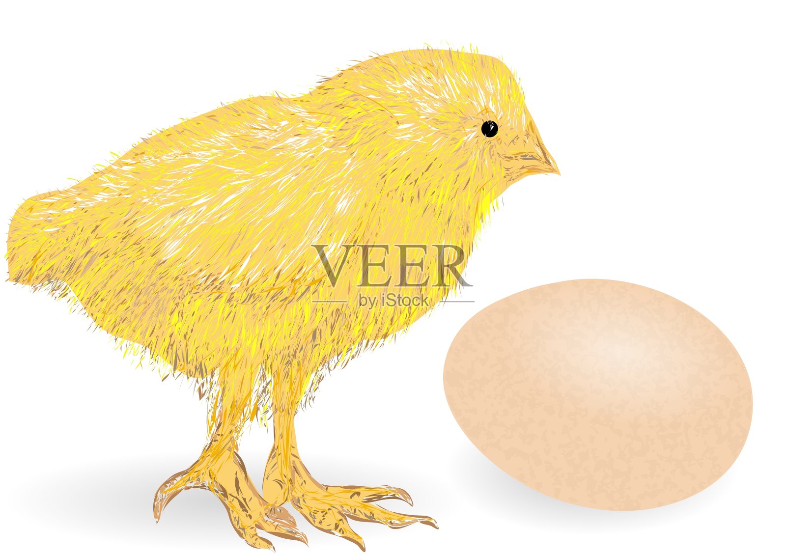 鸡的动物在白色设计元素图片